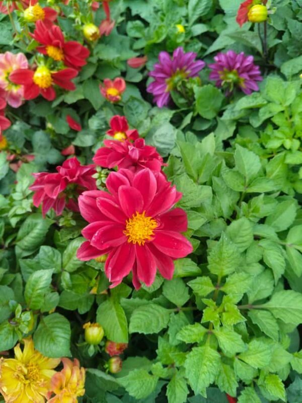 Bengaluru: Cubbon Park Nature Walking Tour - An In-Depth Look at the Cubbon Park Nature Walking Tour