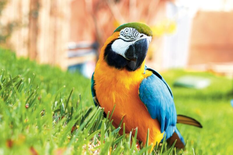 Benidorm: Mundomar Animal Park 1-Day Ticket - Key Points