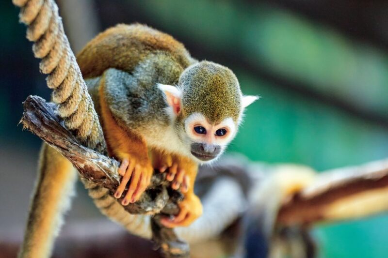 Benidorm: Mundomar Animal Park 1-Day Ticket - Park Opening Times and Locations