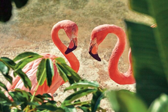 Benidorm: Mundomar Animal Park 1-Day Ticket - Frequently Asked Questions