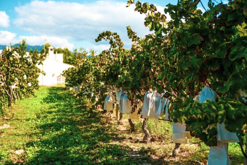 Benidorm: Private City Highlights Tour With Wine Tasting - Highlights of the Tour