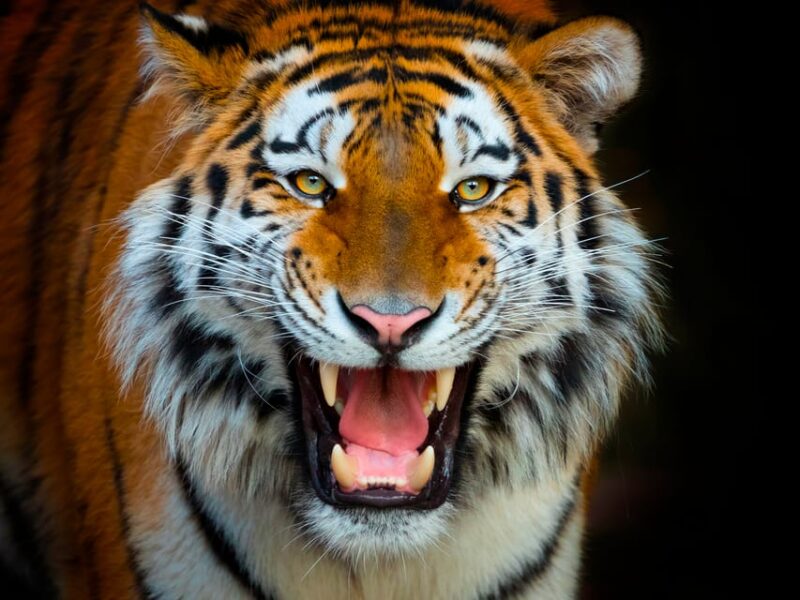 Benidorm: Terra Natura and Aqua Natura Combo Day Ticket - Terra Natura Wildlife Park