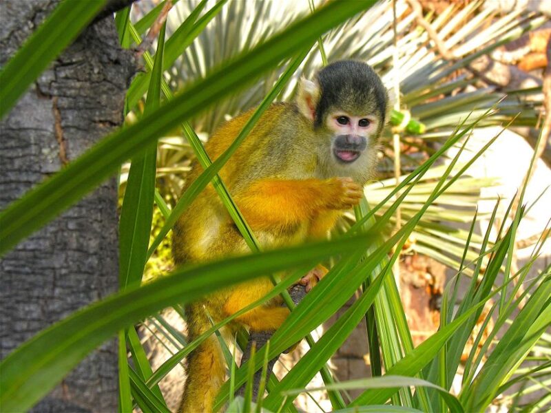 Benidorm: Terra Natura Theme Park 1-Day Tickets - Endangered Species