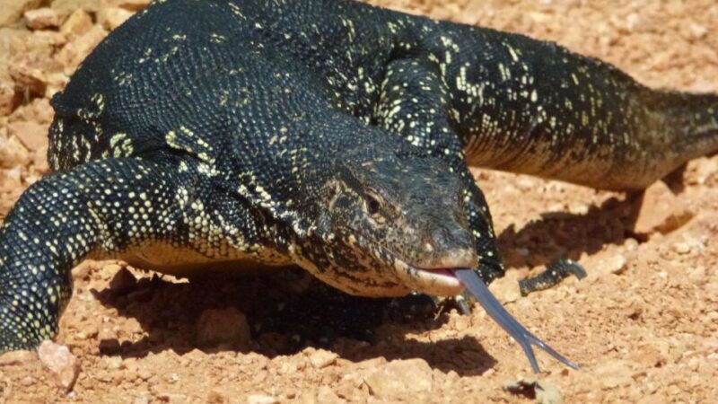 Bentota Beach, River Mangroves Lagoon, Wildlife Tour - Wildlife Experience