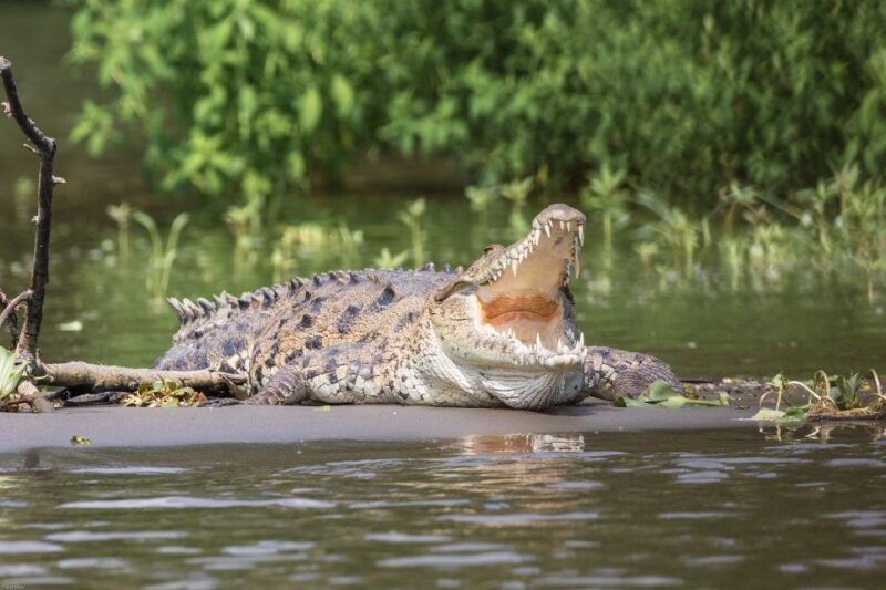 Bentota Beach, River Mangroves Lagoon, Wildlife Tour - Booking and Cancellation