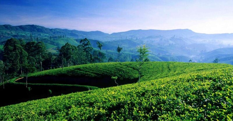 Bentota/Kalutara/Hikkaduwa: Day Trip to Ella Highlands - Buduruwagala Rock Temple