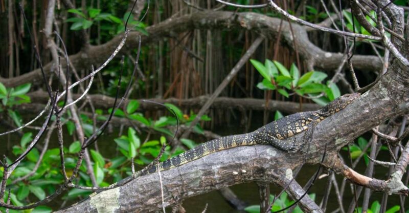 Bentota: Mangrove Lagoon and River Cruise - Key Points