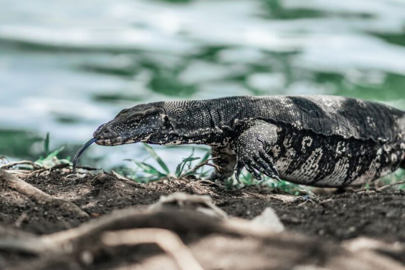 Bentota: Mangrove Lagoon and River Cruise - Experience Highlights