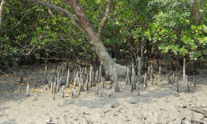 Bentota: Mangrove Lagoon and River Cruise - Wildlife Encounters