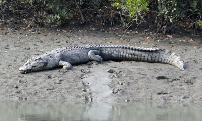 Bentota: Mangrove Lagoon and River Cruise - Frequently Asked Questions