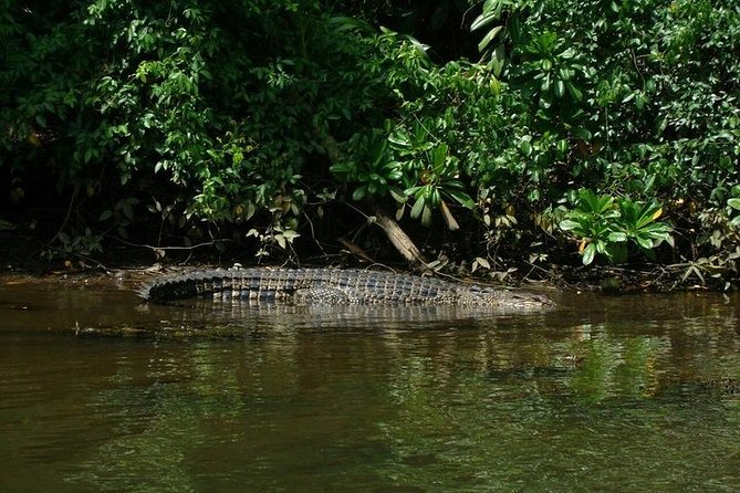 Bentota River Boat Safari With Private Boat Beruwala/Bentota/Kosgoda/Ahungalla - Wildlife Observations