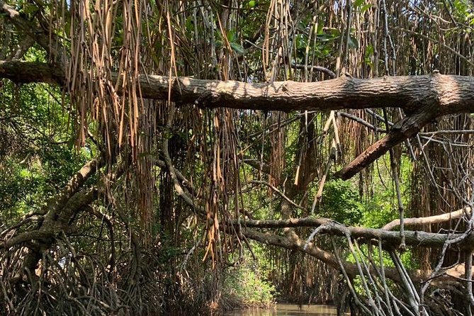Bentota River Mangrove Forest Boat Trip (Private Tour)  - Kalutara - Wildlife and Mangrove Ecosystem