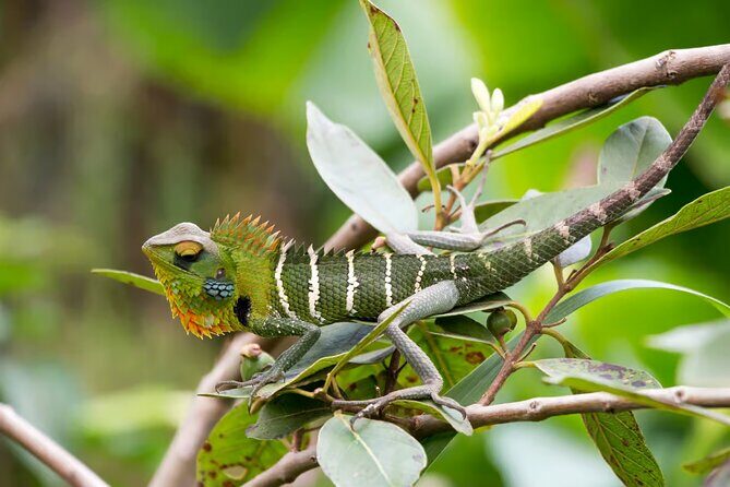 Bentota River Safari: Crocodiles, Monkeys, Birds, Mangrove Forest - Price and Value
