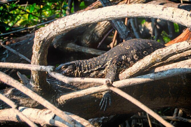 Bentota River Safari: Crocodiles, Monkeys, Birds, Mangrove Forest - Who Is This Tour Best For?