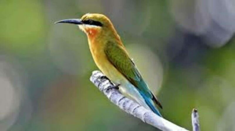 Bentota: River Safari with Hotel Pickup and Drop-Off - Why This Tour Is Worth It