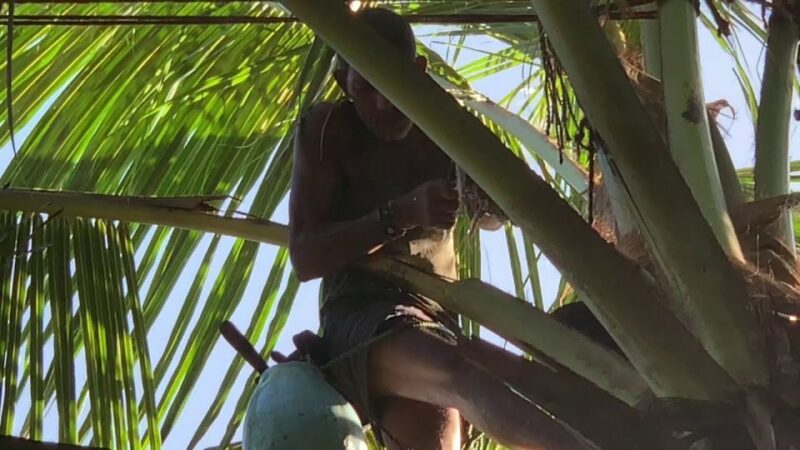 Bentota: Toddy Hunting Cycling Tour in the Countryside - Experience and Highlights