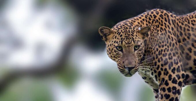 Bentota: Yala National Park Safari Jeep Tour in a 4x4 - Customer Testimonials