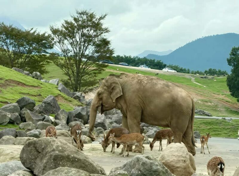 Beppu: Drive-in Kyushu Safari & Yufuin, Umi Jigoku Day Tour - Key Points