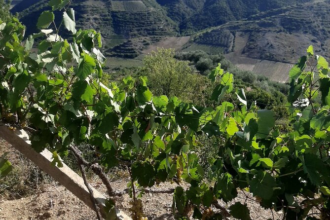 Berat 4x4 Off-Road and Vineyard Wine Tasting - Moderate Physical Fitness