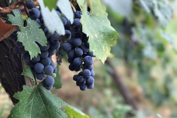 Berat Grand Wine Tasting Tour - Key Points