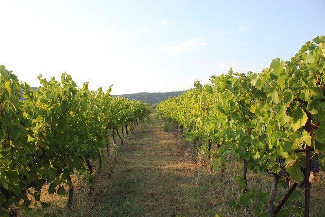 Berat Grand Wine Tasting Tour - Winery Visits and Tastings