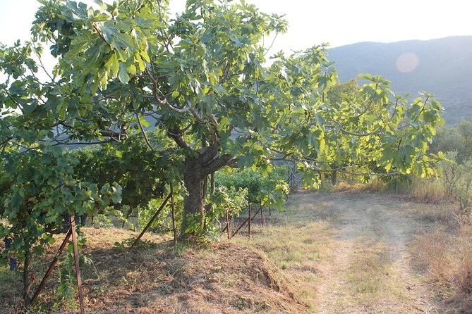 Berat Grand Wine Tasting Tour - Transport and Accessibility Details