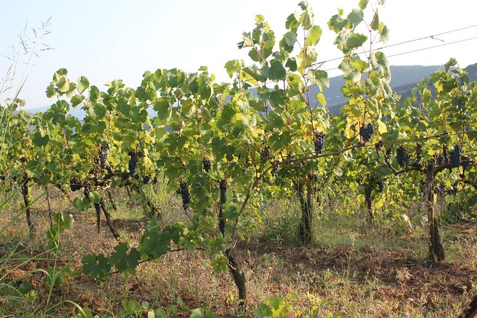Berat Grand Wine Tasting Tour - Tour Inclusions and Pricing