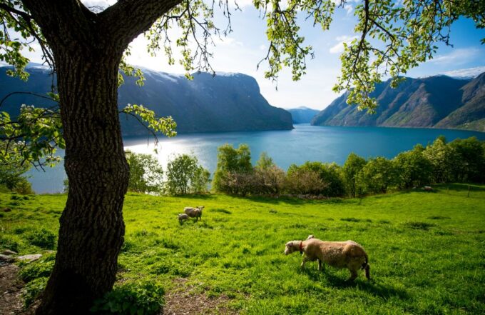 Bergen: Guided Day Tour, Nærøyfjord Cruise and Flåm Railway - Recap