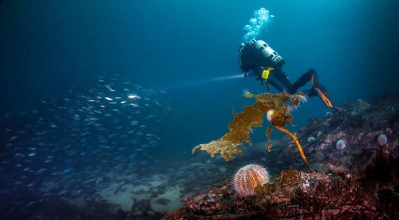 Bergen: Guided Scuba Diving - Booking Information
