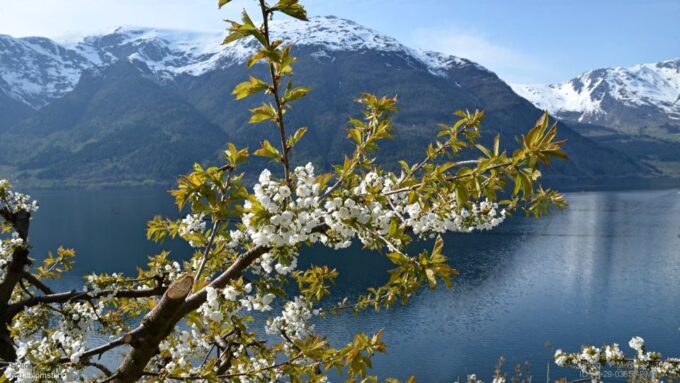 Bergen: Hardanger Fjord Cruise & Vøringsfossen Private Tour - Private Guided Round Trip