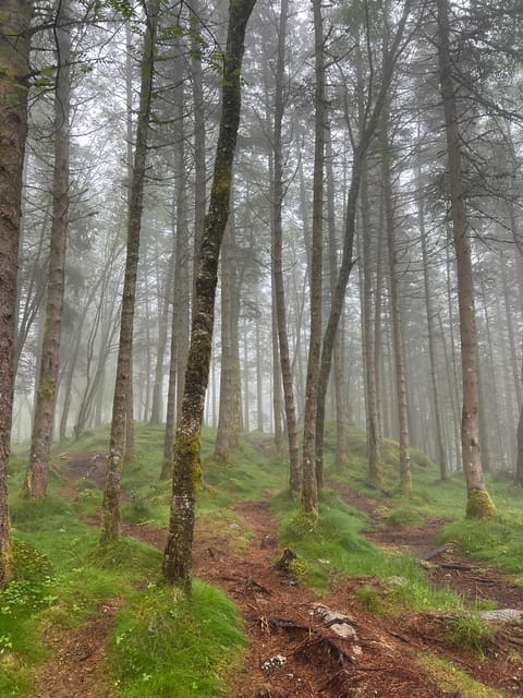 BERGEN I Fløyen Activo - Magical Nature - Hiking Tour - Frequently Asked Questions