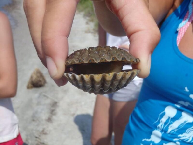 Berlin: Assateague Island Wildlife Discovery Kayak Tour - Important Information