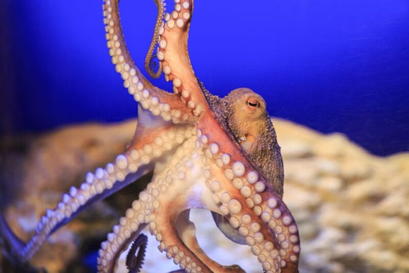 Berlin: Berlin Dungeon, Sea Life, & Madame Tussauds Tickets - Attractions Included