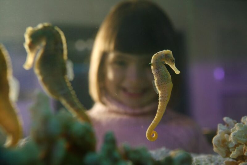 Berlin: LEGOLAND Discovery Centre, Madame Tussauds, SEA LIFE - Ticket Pricing and Policies
