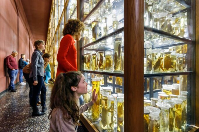 Berlin: Natural History Museum Entrance Ticket - Ticket Pricing and Cancellation Policy