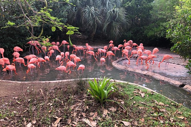 Bermuda Aquarium and Crystal Caves Admission - Crystal Caves Visit