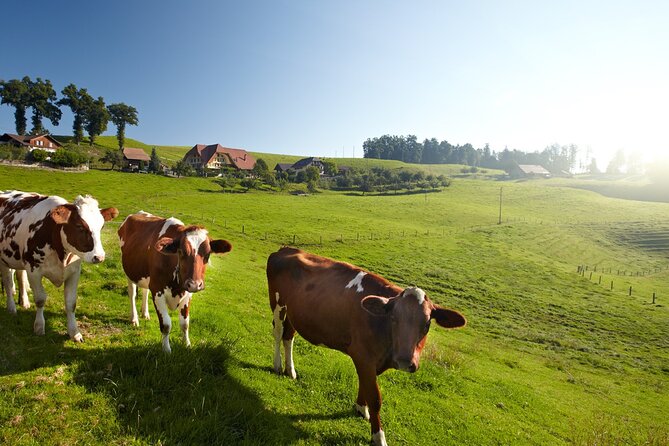 Bern Small-Group Day Trip From Zurich Including Cheese Tasting - Inclusions and Exclusions