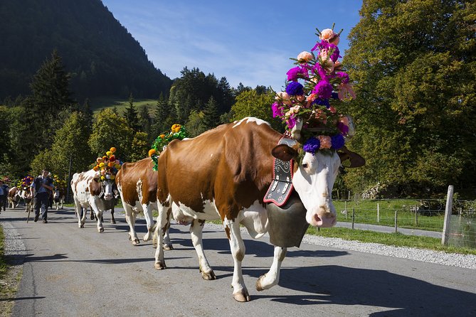 Berne the Capital and Cheese Paradise Emmental (Private Tour) - Tour Accessibility and Accommodation Options