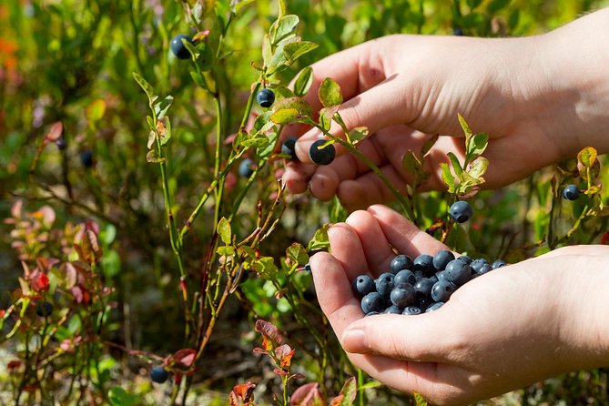 Berry Nice Day - Berry Picking and Juice Making in Rovaniemi - Taste and Takeaway