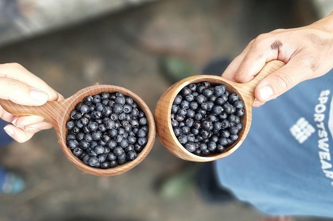Berry Picking in a National Park - Finnish-style Lunch