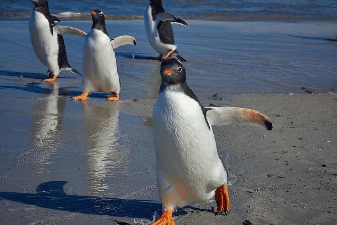 Berthas Beach Penguin Experience - Key Points
