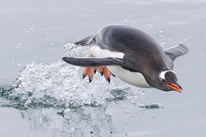 Berthas Beach Penguin Experience - Booking Process and Pricing