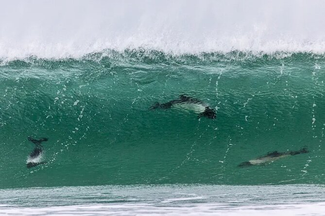 Berthas Beach Penguin Experience - Accessibility and Accommodations