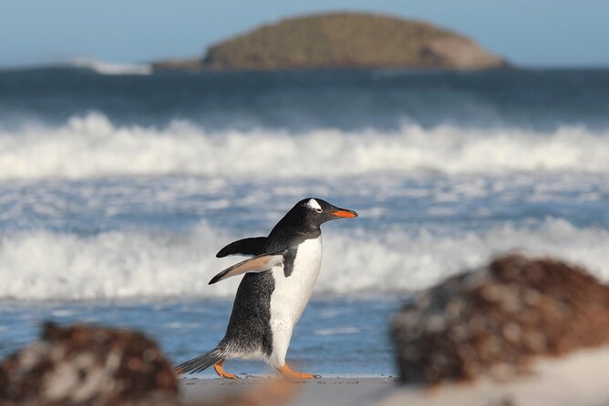 Berthas Beach Penguin Experience - Wildlife Encounter and Photography