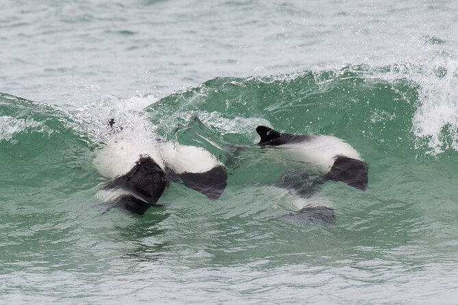 Berthas Beach Penguin Experience - Preparing for Your Visit