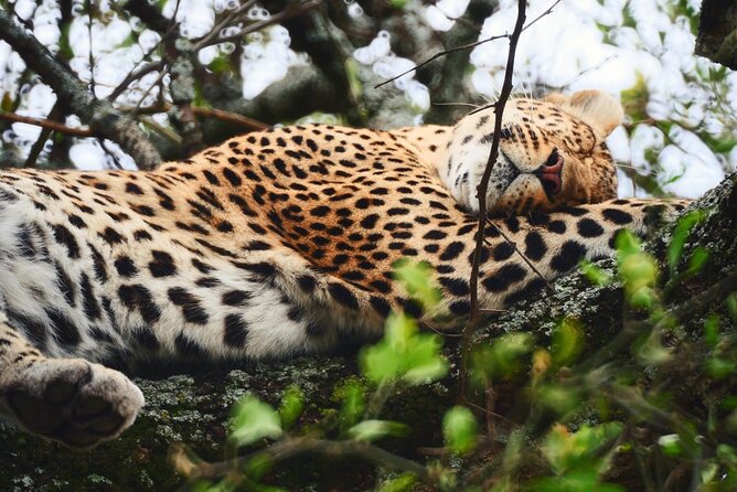 Best 3 Days Sharing Safari : Serengeti & Ngorongoro /2025 - Transport and Accommodation Details