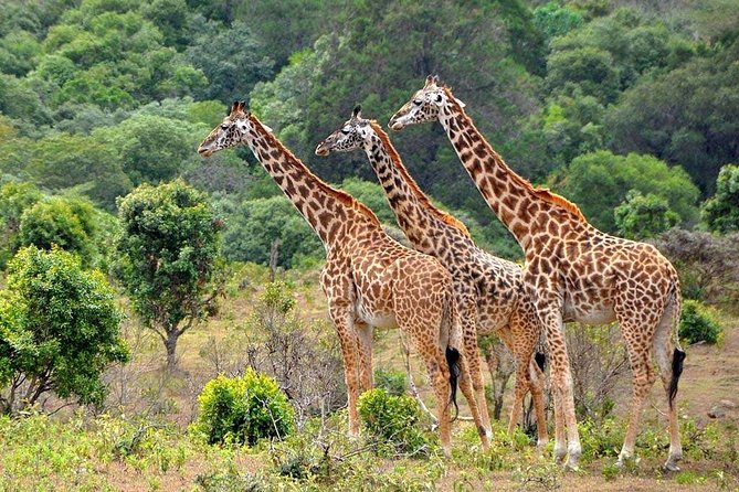 Best 3 Days Sharing Safari : Serengeti & Ngorongoro /2025 - Guide and Language Support