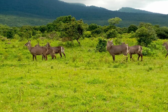 Best 3 Days Sharing Safari : Serengeti & Ngorongoro /2025 - Pickup and Meeting Information