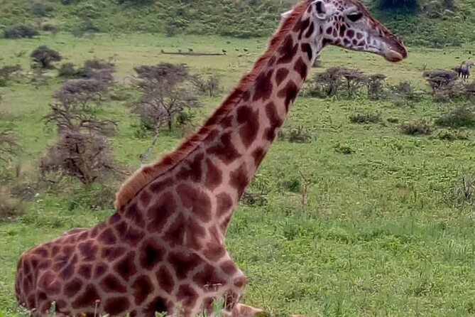 Best 3 Days Sharing Safari : Serengeti & Ngorongoro /2025 - Tour Operator and Reviews