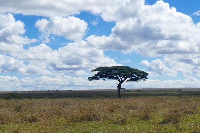 Best 3 Days Tanzania Shared Safari Tarangire Ngorororo Manyara - Accessibility and Participation